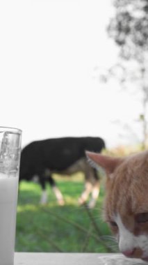 This delightful and charming farm scene showcases a curious cat exploring around a glass of fresh milk, while a gentle cow grazes peacefully in the background, creating a serene, rural atmosphere