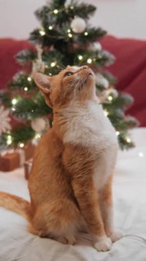 Dikey video. Kar odasındaki ışık süslemeleri kediyi büyülüyor, bu da onu Noel perisinin gerçek bir katılımcısı yapıyor. Kedi, şenlik gecesi kanepede dinlenir.
