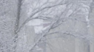 Kar ve narin kar taneleriyle kaplı çıplak ağaçların olduğu sakin bir kış sahnesi sakin ve huzurlu bir atmosfer yaratıyor. Sezon temalı tasarımlar ve arka planlar için mükemmel..