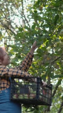 Bir kadın meyve bahçesindeki bir ağaçtan elma topluyor. Elinde bir sepet ile kırmızı ekose gömlek ve mavi tulum giymiş. Görüntü, sonbaharda meyve toplamanın huzurlu bir anını yakalar..