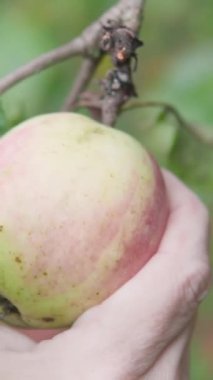 Yakından bakınca, meyve bahçesindeki bir ağaç dalından taze elma koparan bir çiftçinin görüntüsü organik çiftçiliğin güzelliğini ve doğayla olan bağlantısını gözler önüne seriyor.