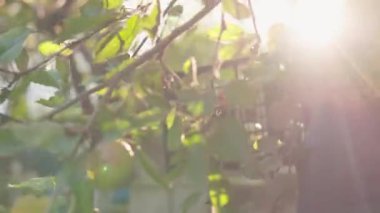 Huzurlu bir ormanda, yemyeşil yemyeşil bir yerde asılı duran bir kuş kafesi, yaprakların arasından süzülen altın sabah güneşiyle aydınlatılır, doğal bir ortamda huzurlu ve huzurlu bir ortam yaratır.