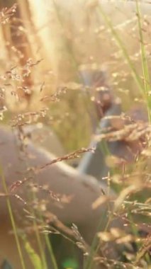 Bir video, doğada huzurlu bir çayırda gitar çalan bir kızla huzurlu bir anı yakalar. Sıcak ortam, sakin atmosferi güçlendirir ve güzel ve uyumlu bir manzara yaratır.