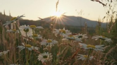 Sıcak sabah güneşinde çiçek açan papatyalarla sakin bir dağ çayırı. Uzak tepelerin üzerinde büyüleyici bir gün doğumu, kır çiçeklerine altın bir parıltı saçıyor. Doğa ve sükunet temaları için ideal