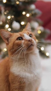 Kedi, Noel ışıklarının ışığında oynar ve neşeli bir şenliğin eşsiz bir resmini yaratır. Coşkuyla yukarı bakıyor. Balina, Noel hediyesine sevgiyle bakar.