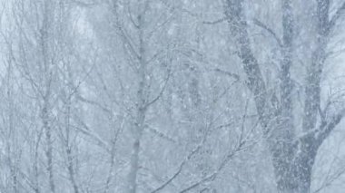 Büyüleyici kar yağışı ile sakin bir kış sahnesi yaşayın. Büyüleyici videolar çekmek için mükemmel. Bu büyüleyici sezonun cazibesi ve sükuneti ve güzelliği vurguluyor.