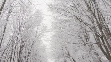 Güzel bir kış ormanı yolu taze karla kaplı, uzun ağaçlarla çevrili, doğa aşıkları ve fotoğrafçılar için mükemmel huzurlu bir atmosfer yaratıyor.