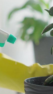 Sarı bahçe eldivenleri giymiş bir elin yakın çekimi verimli bir saksı bitkisine su püskürterek, kapalı alanlarda yaşam alanlarını genişletmek ve canlılık yaratmak için bitki yetiştirmenin önemini vurgular.