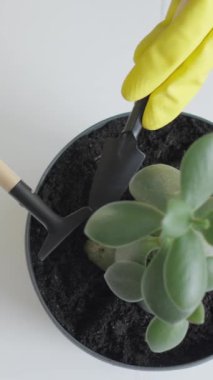 Sarı eldivenli yetenekli bir bahçıvan, toprağı havalandırmak için küçük bir kürekle sulu sulara bakar. Bitkinin gelişmesini sağlar ve çevreleyen canlı bahçenin güzelliğini arttırır.
