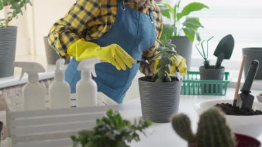 Doğal ışıkla dolu parlak bir alanda, sarı eldivenli neşeli bir bahçıvan kapalı alanda bitki yetiştirme eğilimindedir, onları çeşitli saksılarda ustalıkla yeniden saksılar.