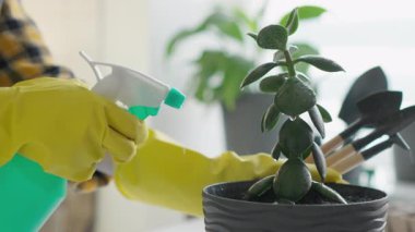 Sarı eldivenli kendini işine adamış bir bahçıvan şık bir tencereye canlı ve sulu bir sprey sıkıyor. Ev bitkilerini özenle ve özenle yetiştirmeye ve bakımına bağlılıklarını gösteriyor.