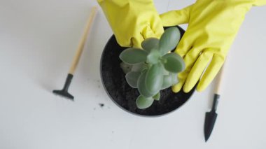 Sarı eldivenlerdeki becerikli eller tencerede canlı bir sulu olma eğilimindedirler, kapalı alanda bahçe yapma sanatını sergilerler. Bu yetiştirme doğayla bağlantıyı ve bitki bakımının sakinleştirici özünü yansıtır.