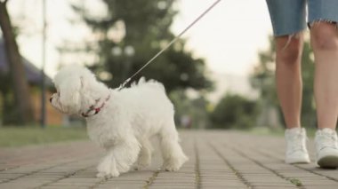 Yumuşak bir Malta köpeği, huzurlu bir parkta keyifli bir gezinti yaparak sevgili hayvanlarla sevgili sahipleri arasındaki sevgi dolu bağı gözler önüne seriyor.