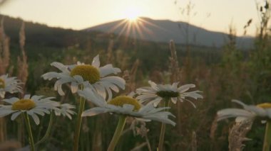 Görkemli dağların ardında nefes kesen bir gün doğar, canlı papatyalar üzerine sıcak bir ışık saçar, güzel sabah saatleri boyunca doğal huzuru somutlaştırır.