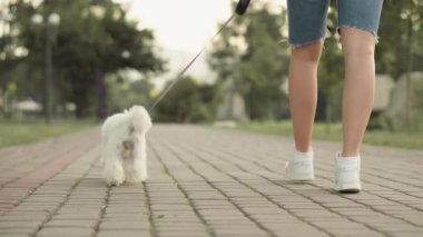 Canlı bir parkta, kabarık tüylü beyaz bir köpek, gür ağaçlar ve çiçek açan çiçeklerle çevrili tuğla bir yolda sahibiyle birlikte mutlu bir şekilde yürür.