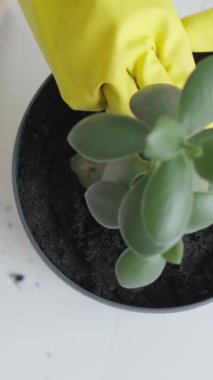 Sarı eldivenlerdeki becerikli eller tencerede canlı bir sulu olma eğilimindedirler, kapalı alanda bahçe yapma sanatını sergilerler. Bu yetiştirme doğayla bağlantıyı ve bitki bakımının sakinleştirici özünü yansıtır.