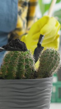 Bu resim, dekoratif bir tencerede kaktüslerle ilgilenen birinin yakın çekimini gösteriyor. Ev bitkilerine gereken ilgiyi vurguluyor.