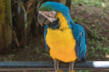 Caninde macaw close up. Selective focus.