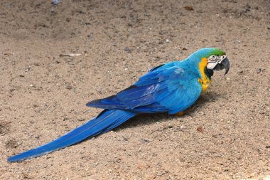 Caninde macaw close up. Selective focus.