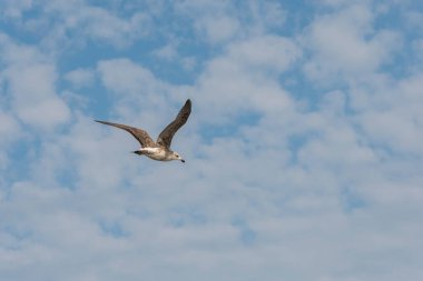 Mavi gökyüzünde uçan martı. Peruibe, Brezilya. Arenque martı, Larus argentatus, büyük bir martı, gökyüzü arka planında izole edilmiş..