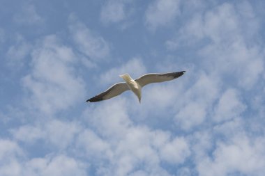 Martı kuşu tek başına uçuyor. Mavi gökyüzünde bulutlarla birlikte..