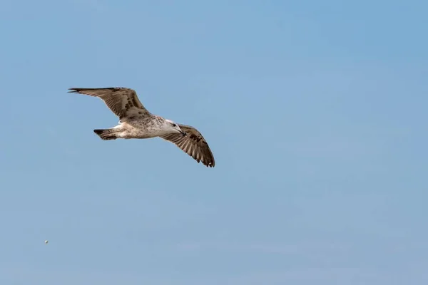 Zeemeeuw Vliegt Blauwe Lucht Peruibe Brazilië Arenque Gull Larus Argentatus — Stockfoto