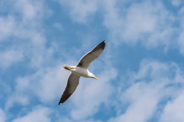 Zeemeeuw Vliegen Blauwe Lucht Wolken Peruibe Brazilië Gull Laridae Een — Stockfoto