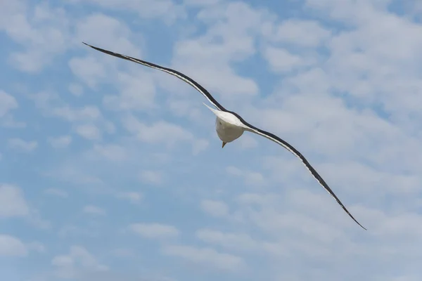 Pássaro Gaivota Voando Sozinho Visto Por Trás Céu Azul Com — Fotografia de Stock