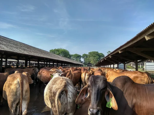 Serang, Endonezya - Eylül 2017: Brahman sığır eti veya BX şişmanlatıcı şirketlerden birindeydi. Yarı açık bir kafesteydiler..