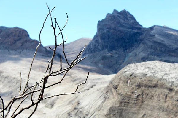 Kediri, Endonezya - Nisan 2014: Patlamadan sonra Kelud Dağı yakınlarındaki ölü ağaç dalı