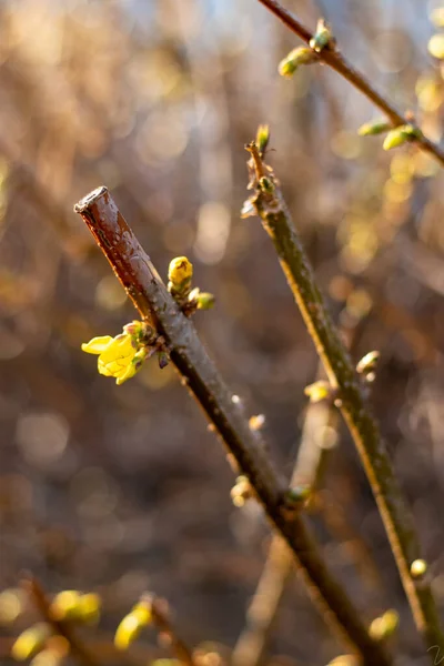 Våren Runt Hörnet — Stockfoto