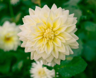 Dahlia çalı çiçeğinin bir cinsidir.