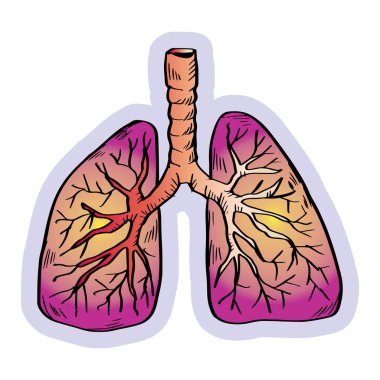 Human organ lungs in hand drawn doodle style