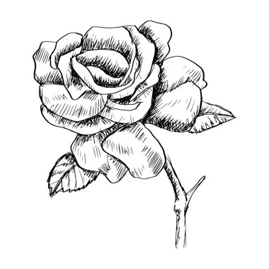 Hand drawn sketch of rose flower