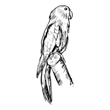 Sketch drawing of Eclectus Parrots