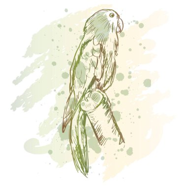 Sketch drawing of Eclectus Parrots