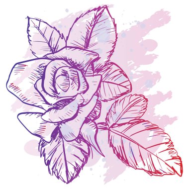  Hand drawn sketch of rose flower