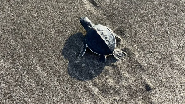 Tartarugas Bebés Pela Primeira Vez Praia — Fotografia de Stock