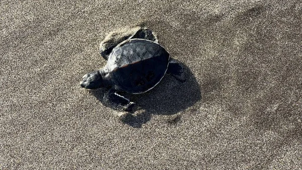 Kleine Schildkrötenbabys Zum Ersten Mal Strand — Stockfoto
