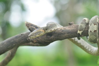 Trimeresurus Puniceus dalda yılan gibi kıvranıyor