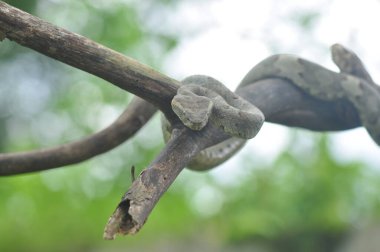 Trimeresurus Puniceus dalda yılan gibi kıvranıyor