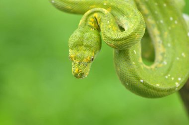 Yeşil ağaç python morelia viridis