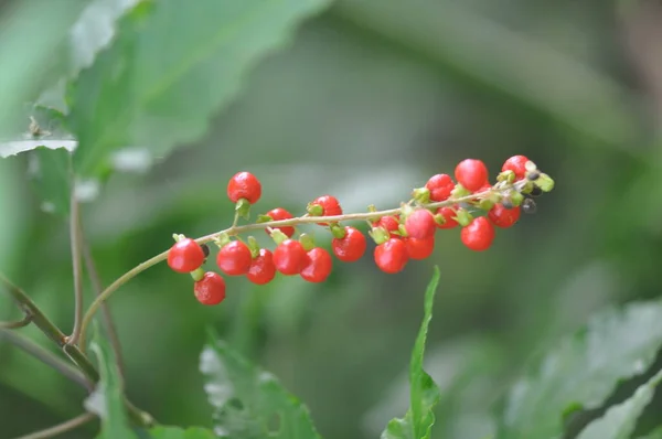 Wild Red Berries Rivina Humilis — Stock Photo, Image