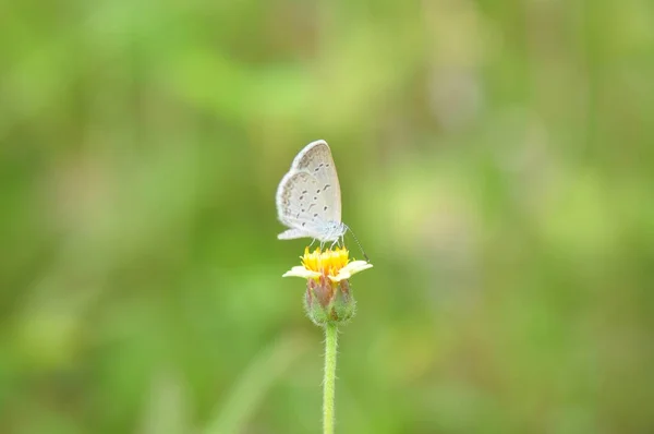 Pequeña Mariposa Sobre Hierba Flor —  Fotos de Stock