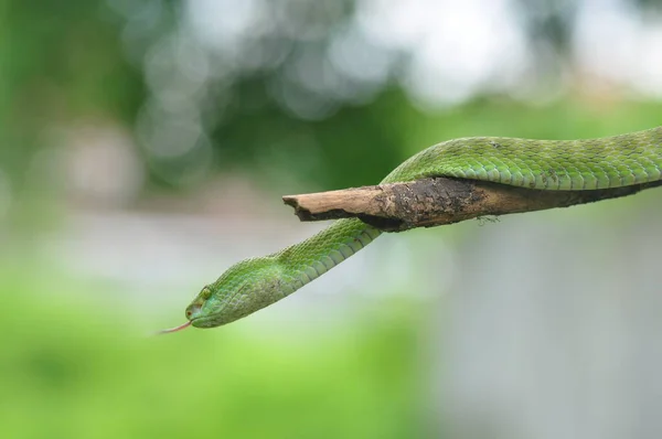 Zelený Strom Pythonu Morelia Viridis — Stock fotografie