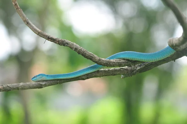 Блакитна Змія Гілці — стокове фото