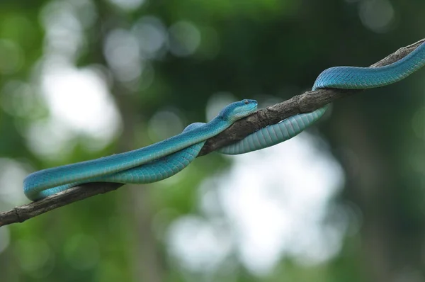 树枝上的蓝蛇 — 图库照片