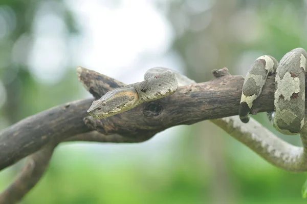Trimeresurus Puniceus Serpent Sur Branche — Photo