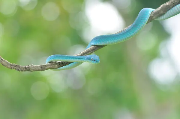 Serpent Vipère Bleu Sur Branche — Photo
