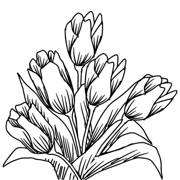 Siyah beyaz lale buketi. Vektör illüstrasyonu